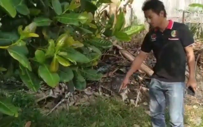 Thấy mèo cưng chạy tới bụi rậm rồi kêu thảm thiết, người đàn ông phát hiện sự thật kinh hoàng