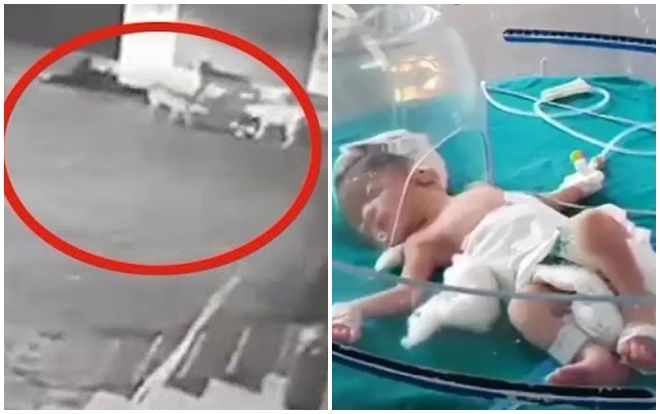 Chó hoang cứu sống bé gái sơ sinh bị vứt dưới cống thoát nước