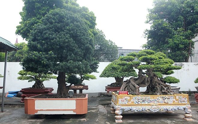 Không mất công tạo tác, cây tùng này đã có giá đắt ngang siêu xe