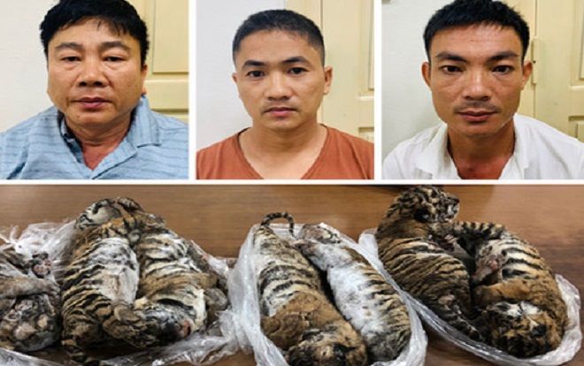 Triệt phá thành công đường dây buôn bán động vật hoang dã xuyên quốc gia