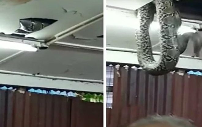 Rắn rơi xuống giữa phòng họp khiến các nghị sĩ nháo nhào bỏ chạy