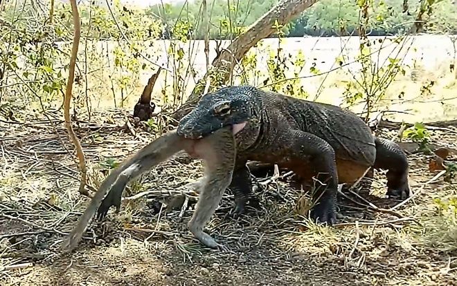 Rồng komodo nuốt chửng khỉ chỉ vỏn vẹn trong nửa phút