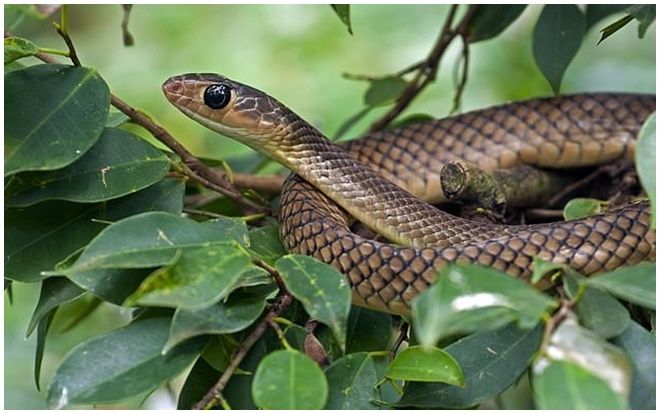 Đang thảnh thơi thư giãn, thanh niên bất ngờ bị rắn cắn nhưng cách phản ứng còn gây sốc hơn