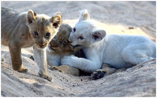 'Tan chảy' trước hình ảnh chú sư tử trắng con cực kỳ quý hiếm