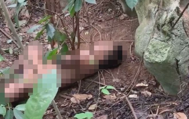 Phát hiện người đàn ông chết lõa thể trong đồi keo ở Nghệ An