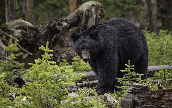 Cha bỏ rơi con trong rừng đầy gấu hoang để 'trừng phạt'