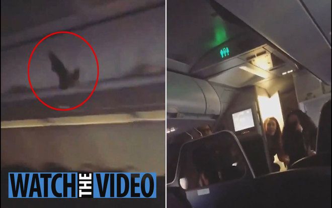 Dơi ‘làm loạn’ máy bay ở độ cao 11.000 mét, hành khách nháo nhào sợ xanh mặt