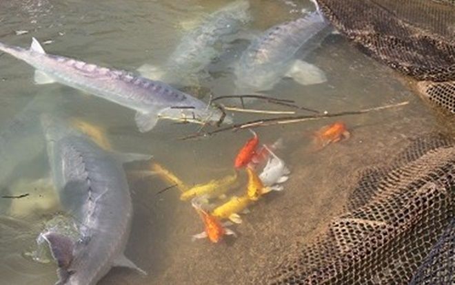 Ra giữa lòng hồ thủy điện Sơn La xem ngồn ngộn cá 'tàu ngầm'