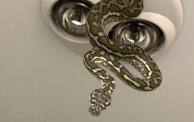 Trăn dài 1,5 mét 'dọa' hai đứa bé sợ xanh mặt