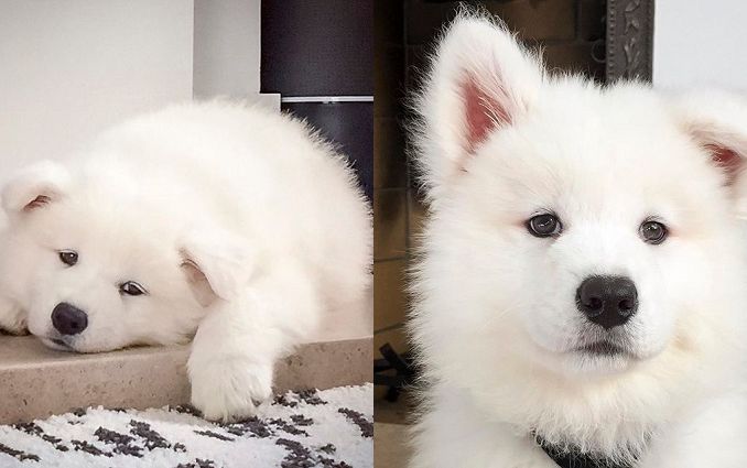 Đăng ảnh sống ảo trên Instagram, cún cưng Samoyed kiếm được tới 2 tỷ đồng