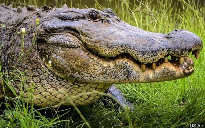 Người phụ nữ bị cá sấu cắn khi đang dắt chó cưng đi dạo