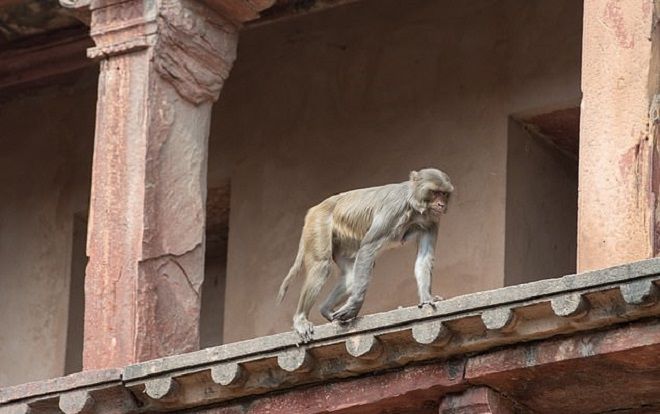 Khỉ 'xâm chiếm' tiểu bang của Ấn Độ khiến 2 người chết, giáo viên không dám đến trường dạy trẻ con