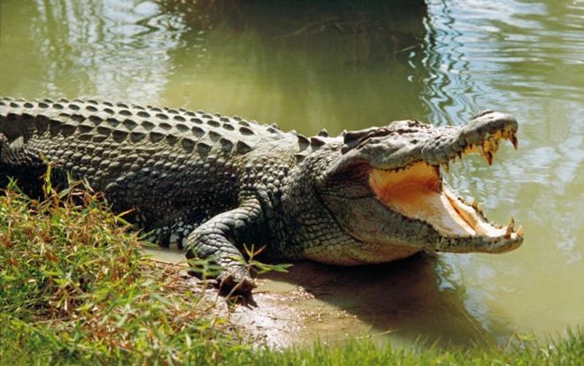 Bé 10 tuổi chết thảm vì bị cá sấu cắn chết trước mắt người thân