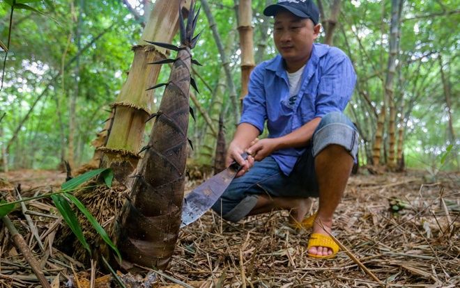 Nông dân Đồng Nai trồng tre lấy măng kiếm 150 triệu đồng mỗi vụ