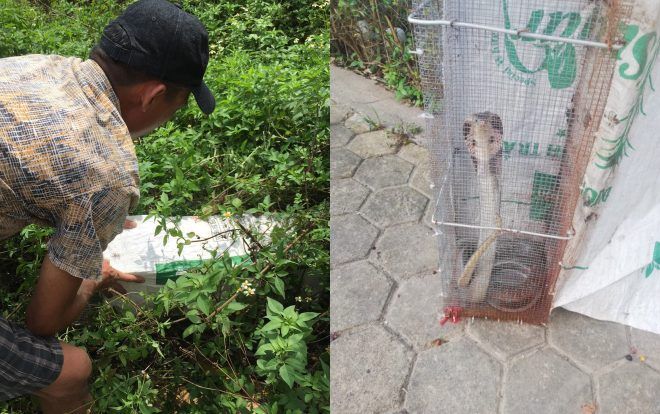 Kinh hãi cảnh bẫy rắn hổ mang dài hàng mét, từng tấn công người đi đường gần ngay sát chung cư ở Hà Nội