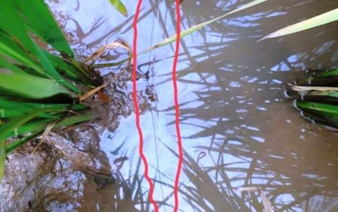 Vấp vào dây điện dùng bẫy chuột của hàng xóm, người phụ nữ bị điện giật tử vong