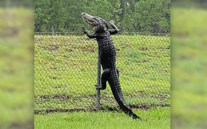 Cá sấu trèo hàng rào 2 mét rồi lầm lũi vào căn cứ quân sự Mỹ