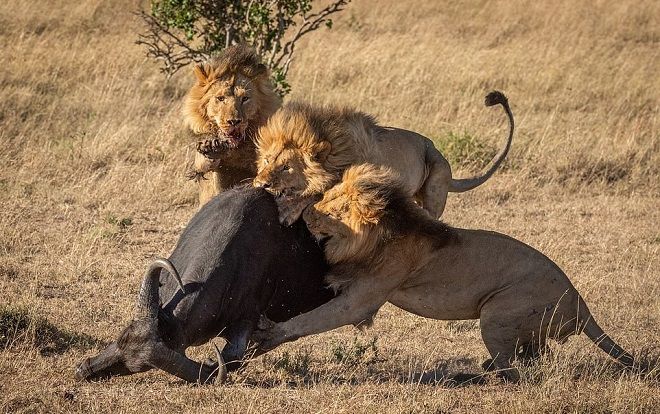 Khoảnh khắc 3 con sư tử hợp sức vồ chết rồi xâu xé trâu cái đơn độc