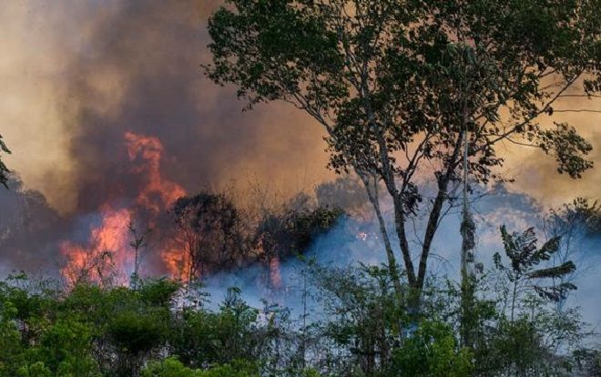 Sự thật cần biết về thảm họa cháy rừng Amazon