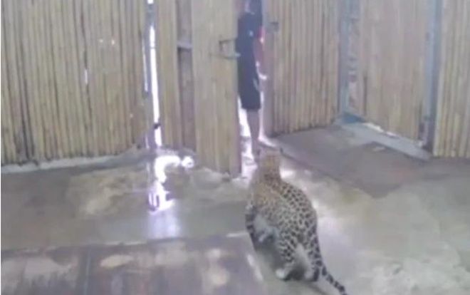 Đứa trẻ 2 tuổi bị báo vồ vào mặt đau đớn do sự bất cẩn của người ông