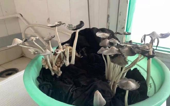 Trở lại phòng trọ sau kỳ nghỉ hè dài, nữ sinh tá hỏa phát hiện nấm mọc chi chít trên đống quần áo bỏ quên khiến CMĐ thở dài