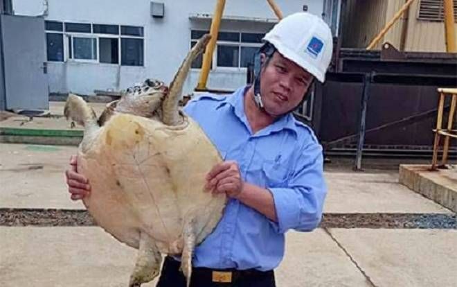 Mắc kẹt vào guồng máy bơm,  đồi mồi quý hiếm được nhóm công nhân giải cứu và thả về biển