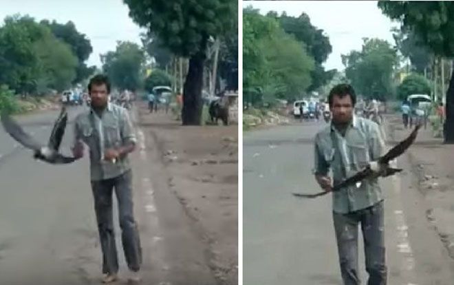 Bị hiểu lầm là 'sát thủ giết chim', chàng trai bị đàn quạ trả thù suốt 3 năm trời