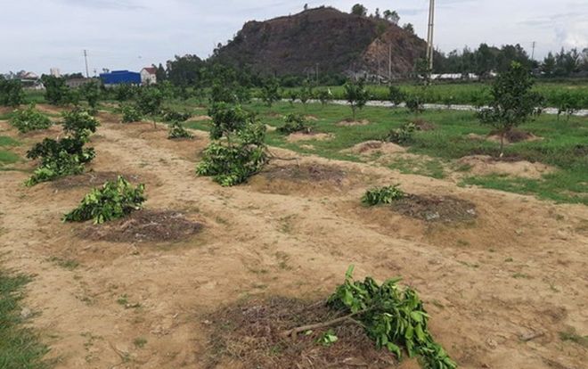 Nữ đội trưởng chỉ đạo chặt vườn cây của chủ tịch xã vì không được tham gia giải bóng chuyền