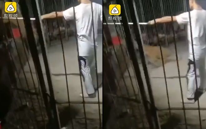 Hổ dữ xổng chuồng khi đang biểu diễn khiến người dân hoảng loạn tháo chạy