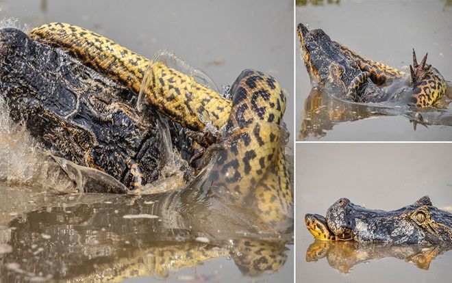 Trăn khổng lồ siết cá sấu caiman 'thừa sống thiếu chết' trong cuộc chiến kịch tính tới phút chót