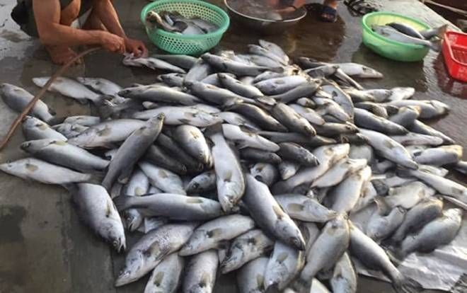 Xót xa hơn 80 tấn cá nuôi lồng bè chết chưa rõ nguyên nhân sau lũ