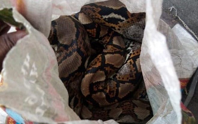 Ký túc xá hoảng loạn vì bị ném 2 bao tải rắn