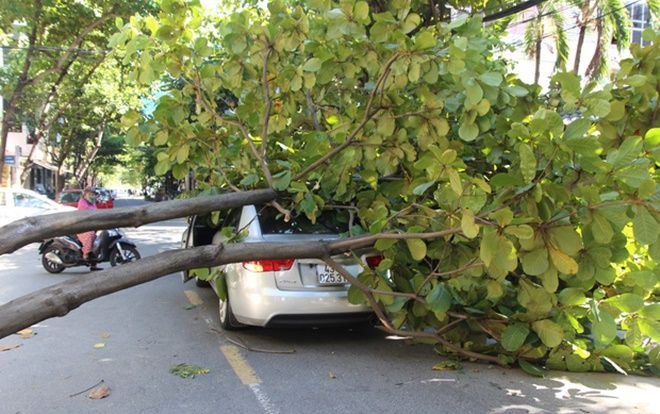 Cây xanh bất ngờ bật gốc đè trúng xế hộp đang chạy ở Đà Nẵng, tài xế tá hỏa bung cửa thoát thân