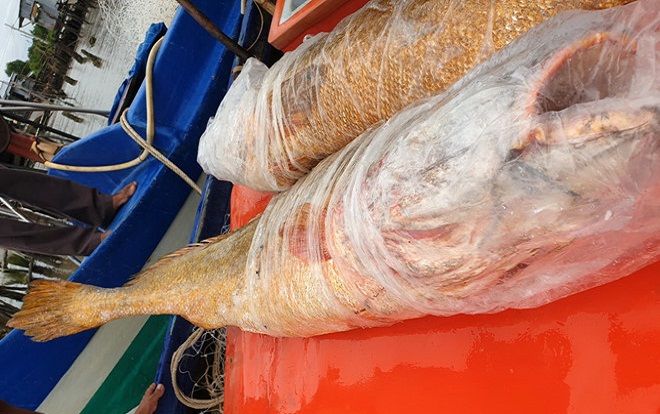 Ngư dân Cà Mau đánh bắt được 2 con cá sủ vàng nặng 70kg