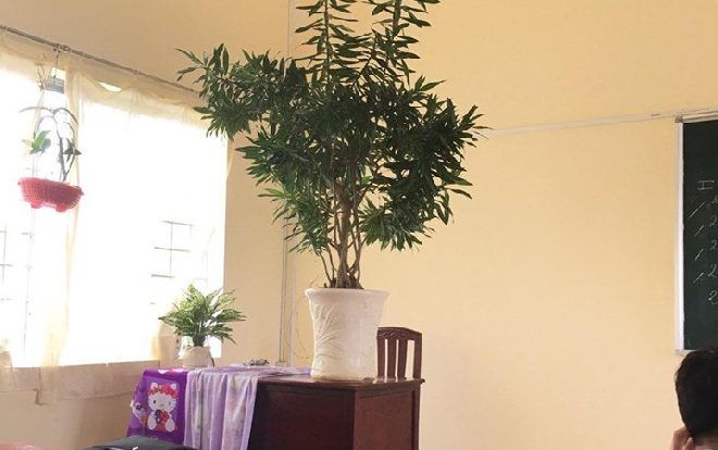 Lớp học quyết định ‘phá cách’, mang cả chậu kiểng để đặt lên bàn giáo viên