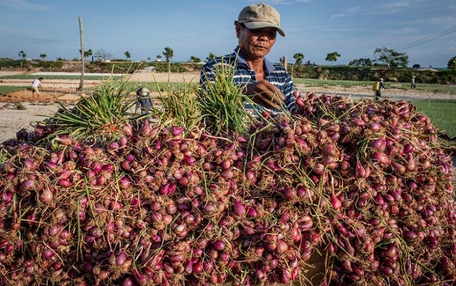 Nông dân đảo Lý Sơn thu hoạch hành tím