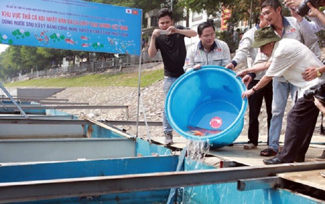 Thả cá ở nơi thí điểm làm sạch sông Tô Lịch