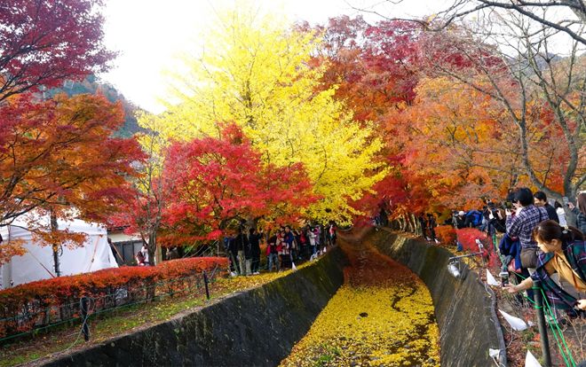Du lịch Nhật Bản vào mùa thu, bạn đừng quên trải nghiệm những lễ hội hấp dẫn này