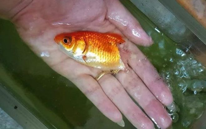 Cá vàng bị thối rữa đuôi lộ cả xương, cô chủ vẫn không từ bỏ và cái kết bất ngờ