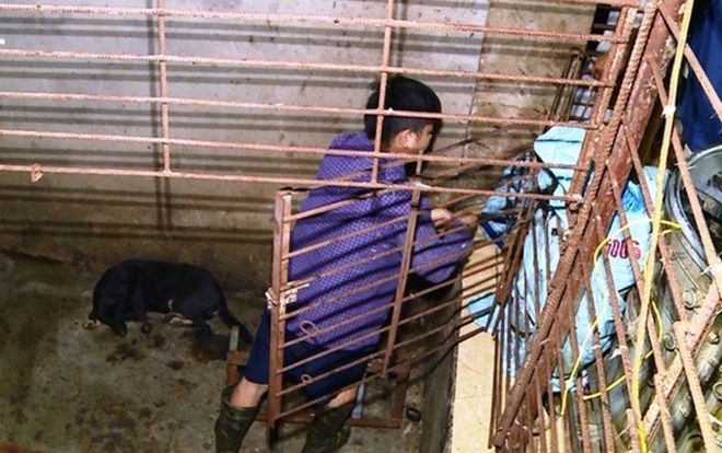 Công an Thanh Hóa phát hiện chiếc hầm 'bí mật' trong đường dây trộm chó tinh vi, đã bắt hơn 100 tấn chó