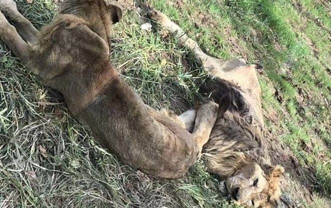 Hai con sư tử gầy trơ xương trong sở thú khiến nhiều người xót xa