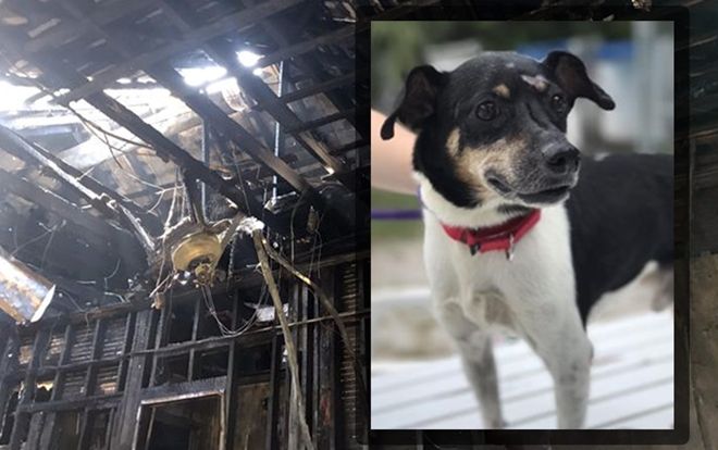 Nhà cháy, chú chó thông minh đến từng giường gọi từng người trong gia đình dậy và cái kết xót xa