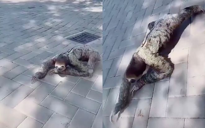 'Sinh vật' nhìn từ xa giống Tarzan đầy lông lá bò giữa đường nhưng sự thật là gì