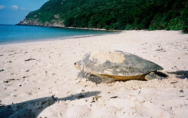 Hành trình 60 ngày bảo tồn loài rùa biển quý hiếm tại Côn Đảo, Bà Rịa - Vũng Tàu