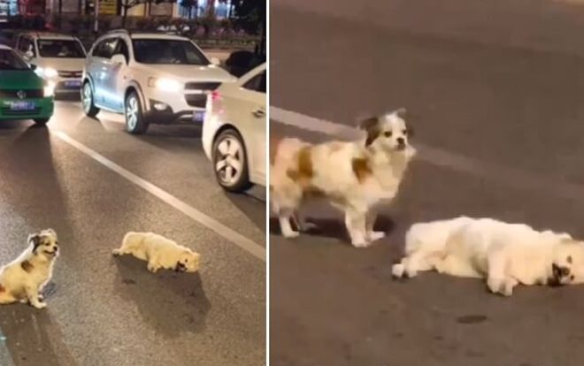 Chó trung thành đứng suốt 3 tiếng bên đường bảo vệ bạn bị xe tông chết 