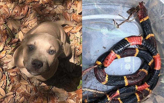 Chú chó mất mạng khi bảo vệ chủ khỏi bị rắn độc cắn