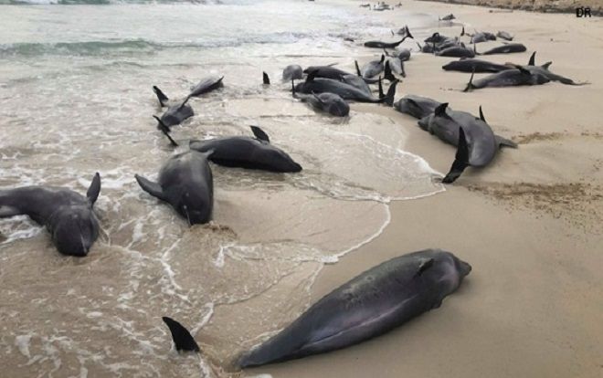 Bí ẩn hơn 130 con cá heo chết dạt la liệt vào bờ biển