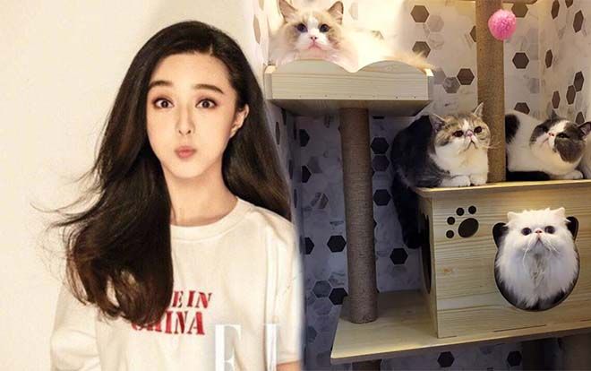 Chơi sang như Phạm Băng Băng: Chi 1 tỷ đồng để rước 3 chú mèo cưng về nhà