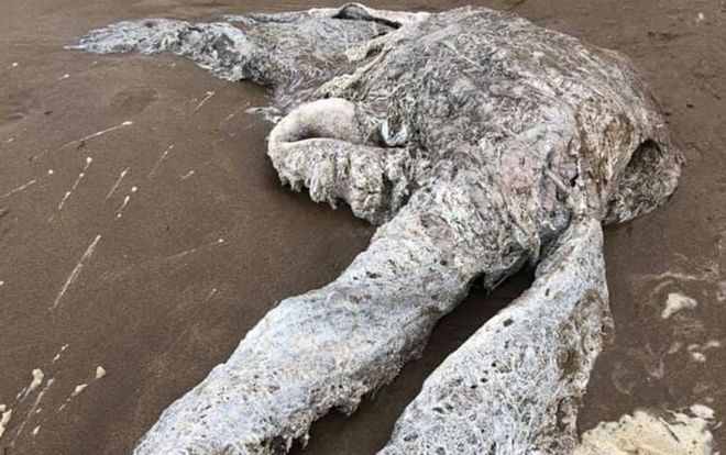 'Quái vật' khổng lồ trôi dạt lên bãi biển khiến dân làng hoảng loạn tháo chạy