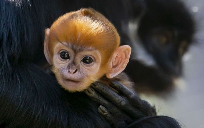 Khỉ hiếm nhất thế giới với bộ lông màu cam đặc biệt vừa chào đời